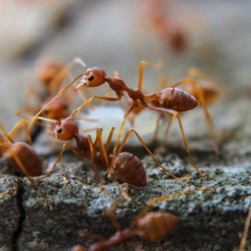 dedetização de formigas dedetização de formigas