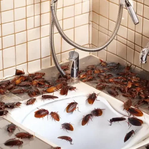 dedetizadora de baratas dedetizadora de baratas